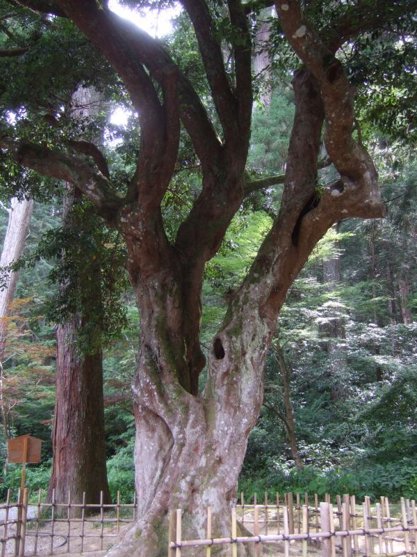 画像: 縁結びの木